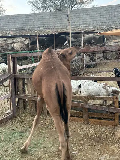 قعود للبيع 1