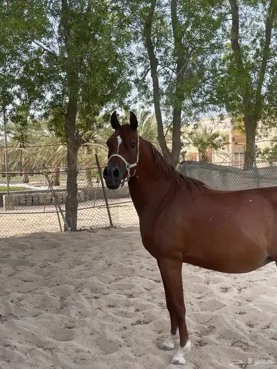 خيل واهو 1