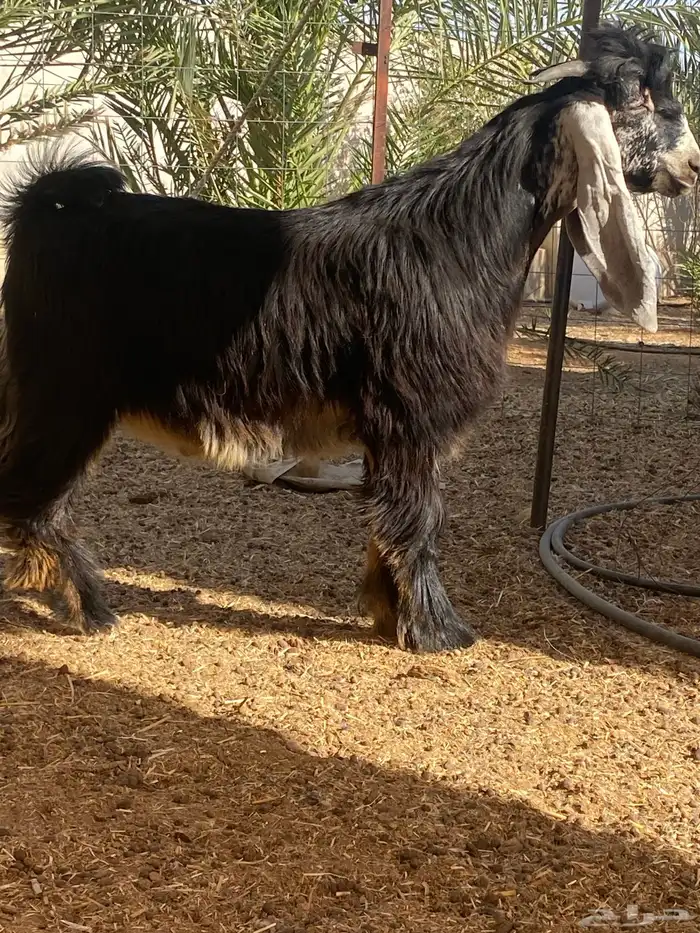 تيس عارضي مشروع فحل 3
