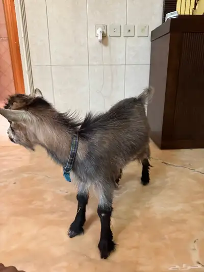 للبيع ماعز قزم 1