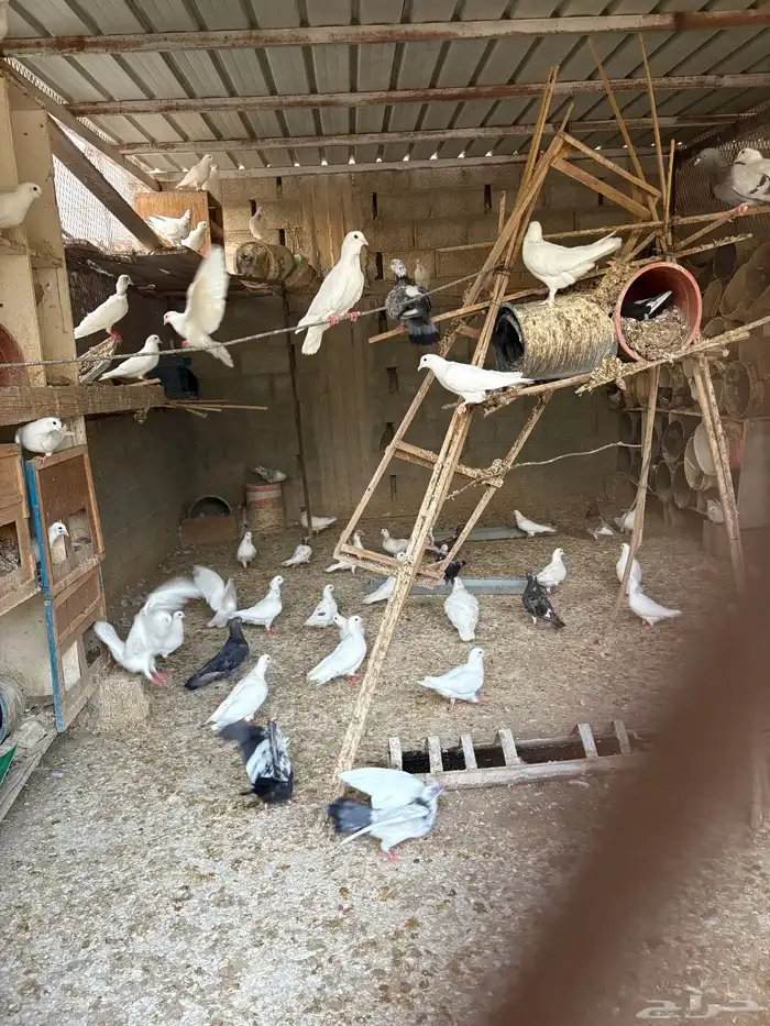 حمام فرنسي للبيع 0