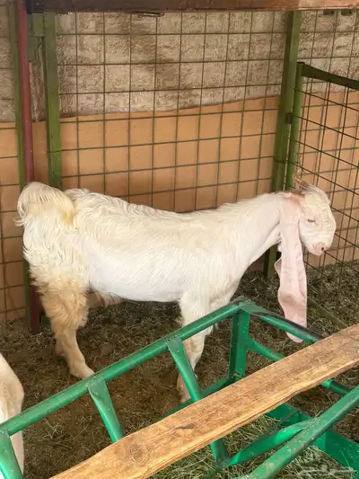 تيس مشروك مشروع فحل 7