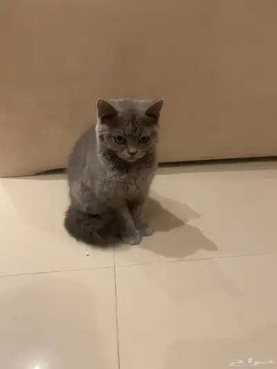 قط للتنبي 1