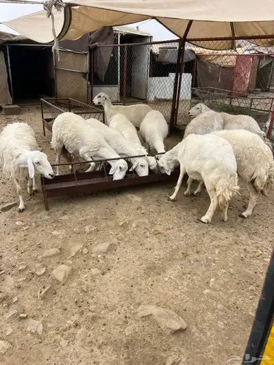 ضان حصيب 1