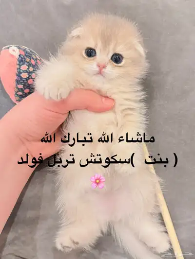 سكوتش 3