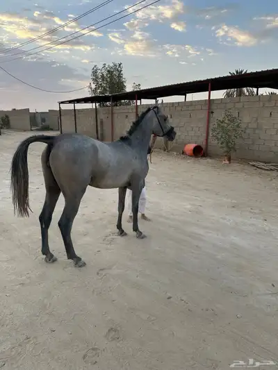 مهره شعبيه كفوو 3