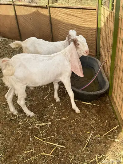 تيس مشروك مشروع فحل 2