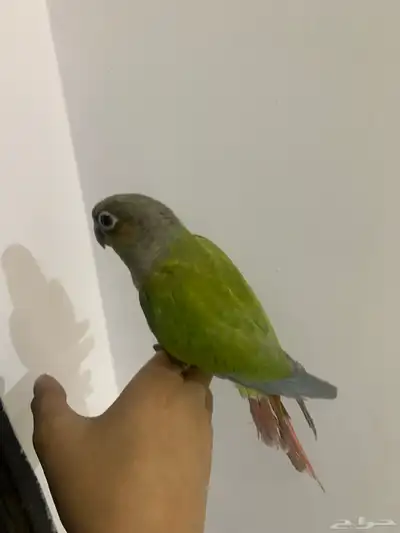 ببغاء كنيور هدد نشبه 1
