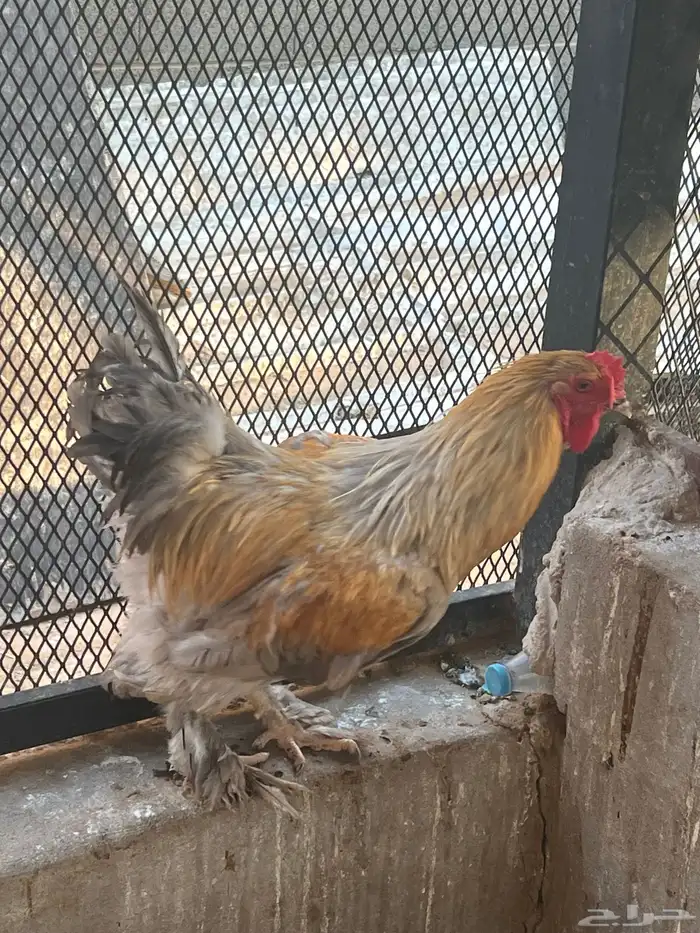 ديك براهما 0