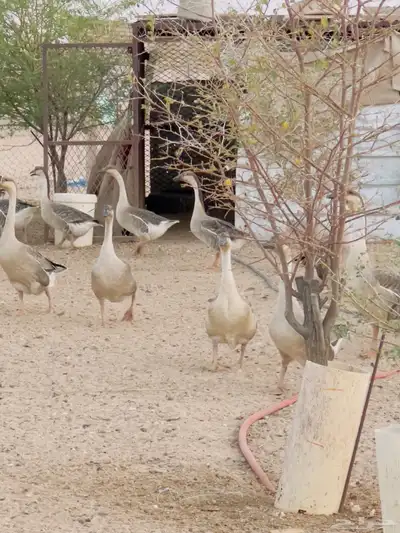 وز عراقي بيور 3