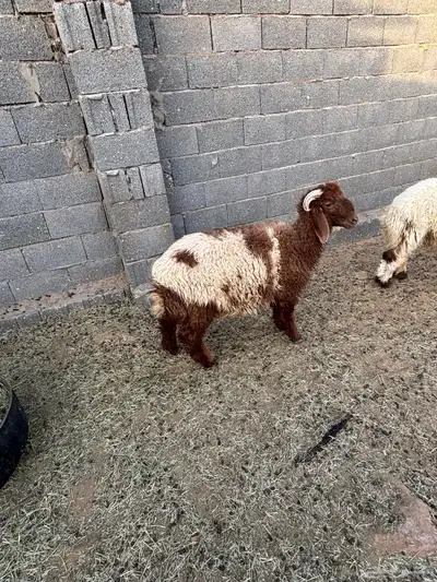 للبيع خروف عمره 8 شهور 3