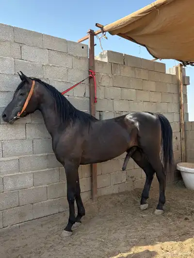 حصان اسود شيخ للبيع 1