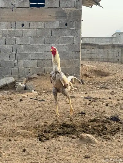 ديك باكستاني 1