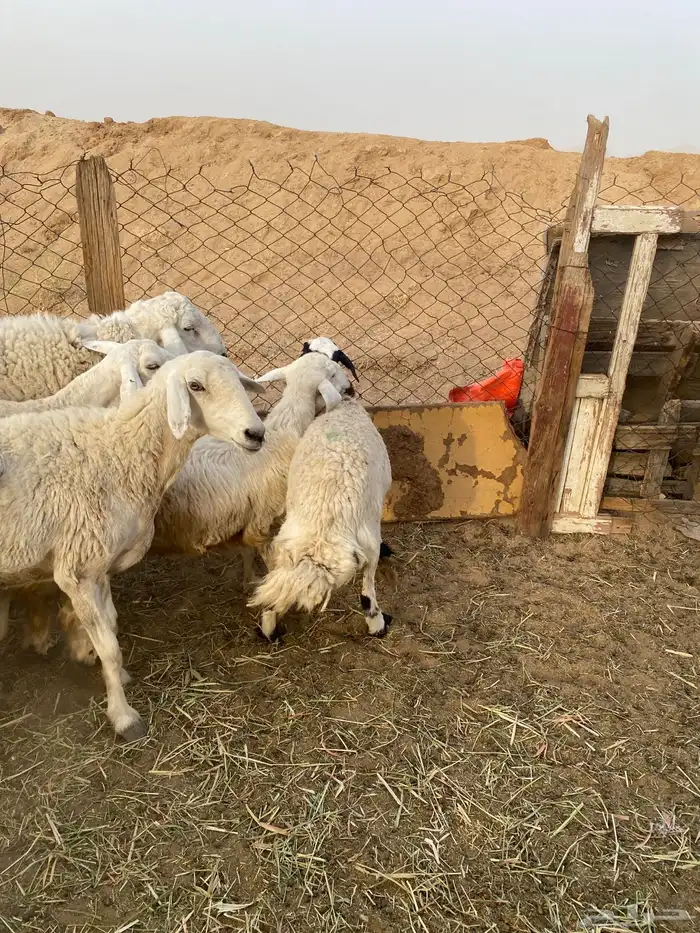 خلفات ودفيع 7