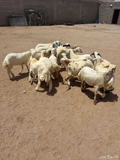 طليان ورخال 3
