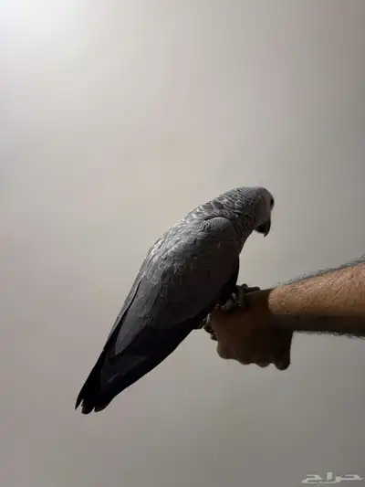 فرخ كاسكو 1