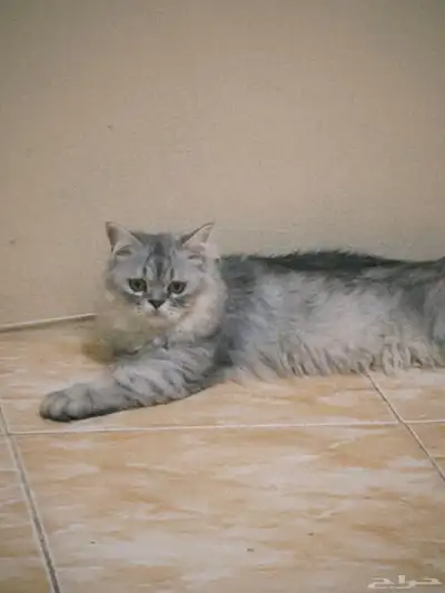 للتبني قطه هملايا عمرها سنه ونص 1