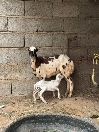 2 ضان مناتيج 1