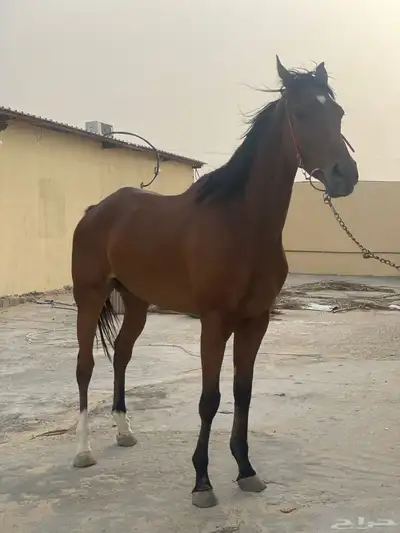 حصان إنجليزي 0