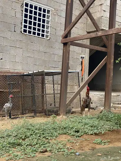ديك باكستاني فاخر 1