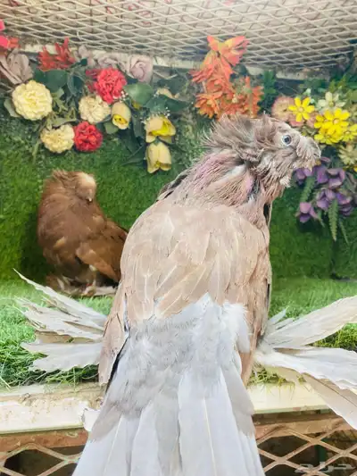 للبيع طبه بخاره 7