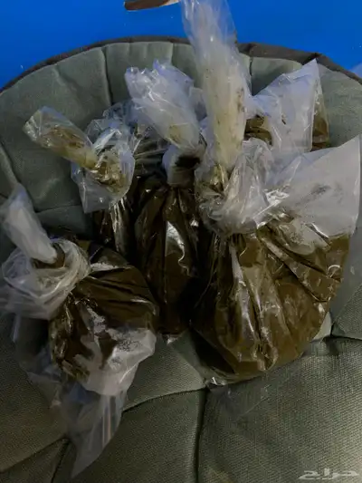 حنا معجون 0