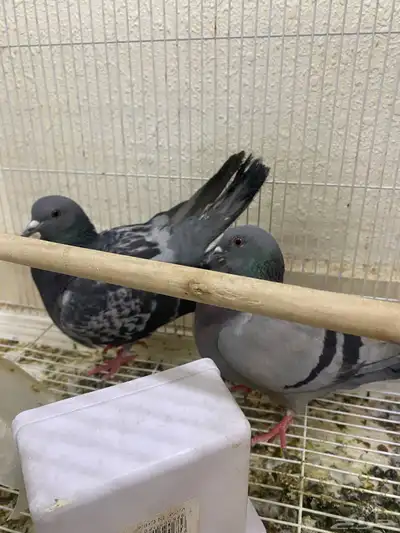 جوز حمام للبيع 0