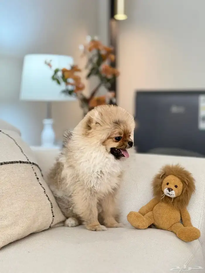Lion - Pomeranian puppy ( mini size ) 4