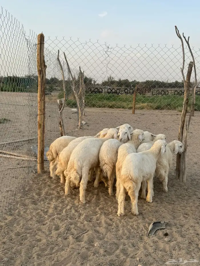 بهم 7