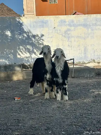طليان نجد فاخره ومقفلة شرط 1