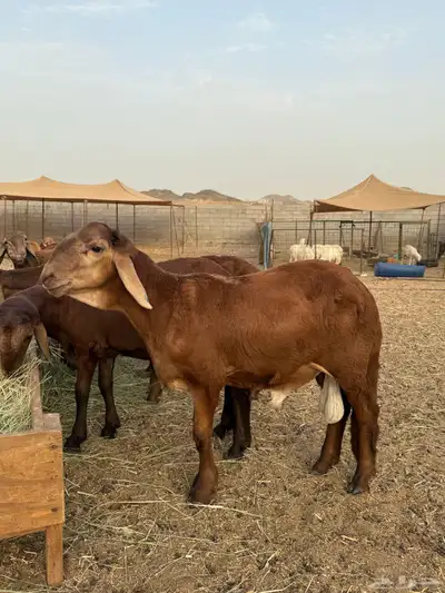 سواكن تربية ذبح وتوصيل داخل جدة 0