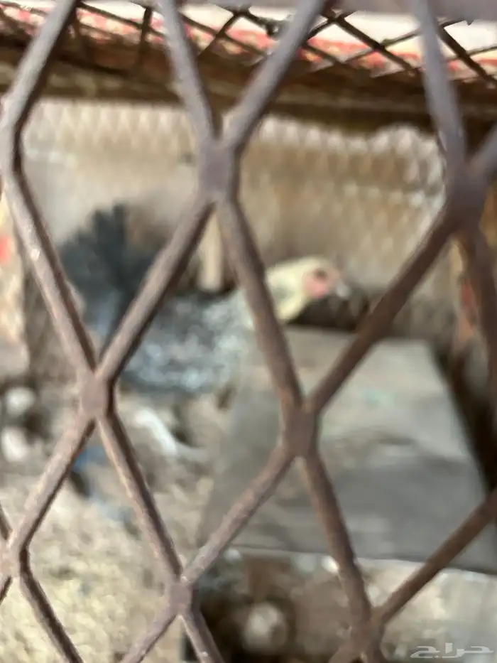 دجاج 3