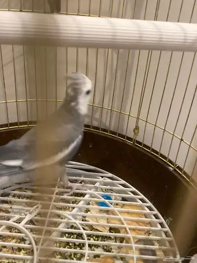 طيور البيع مستعجل اليوم ضروي 2