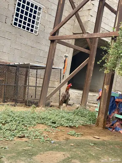 ديك باكستاني فاخر 0
