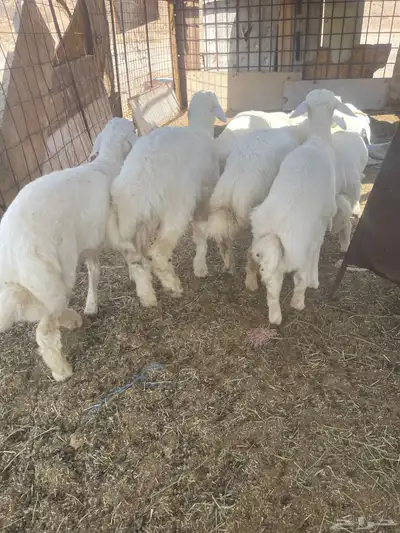طليان 6