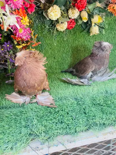 للبيع طبه بخاره 1