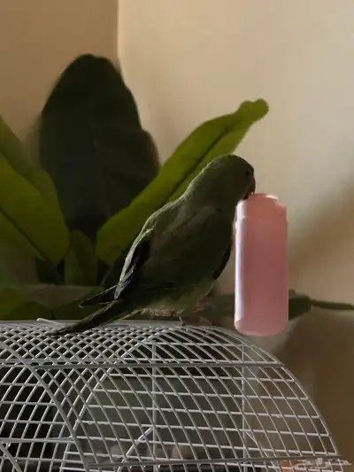 ببغاء دره 2