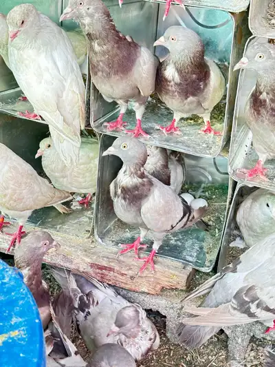 حمام فرنسي 8