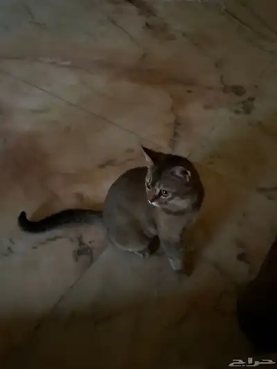 قط سكاوتش ستريت تبني 2