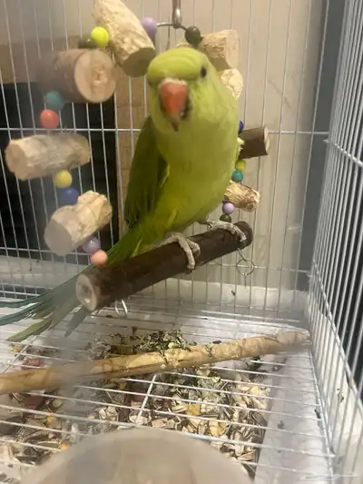 ببغاء لطيف جدا  دره للبيع 2