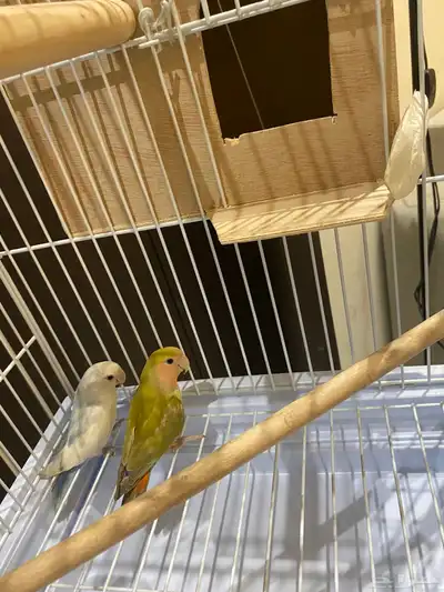 زوج روز منتج 1