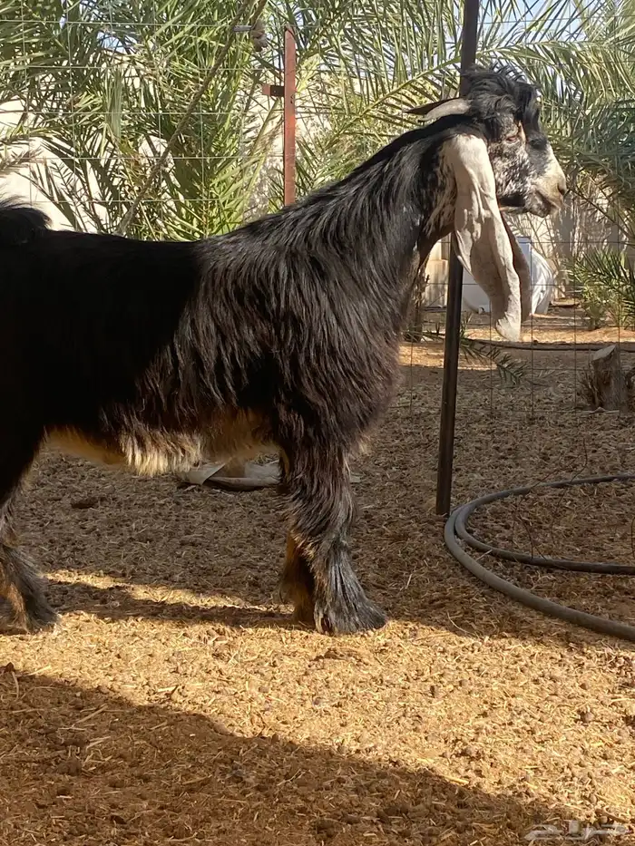 تيس عارضي مشروع فحل 2