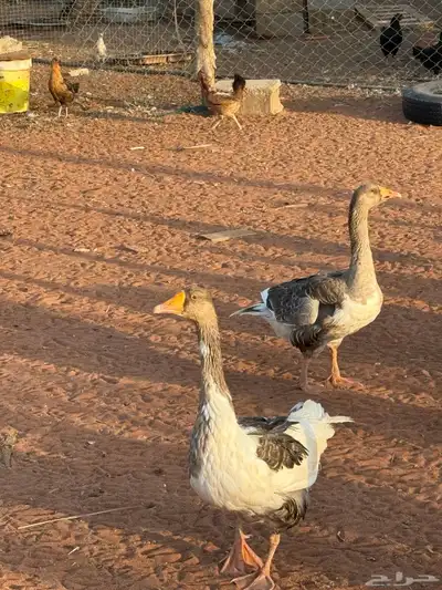 وز بلدي وديكه 3