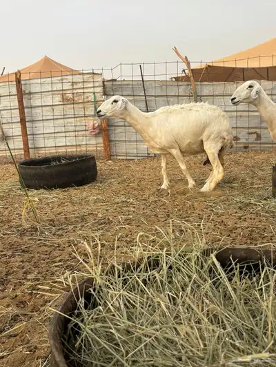 غنم حريه دفيع 25 9