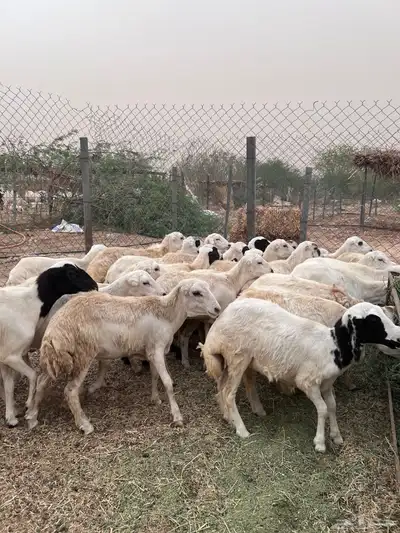رخال رفيدي من 750 6
