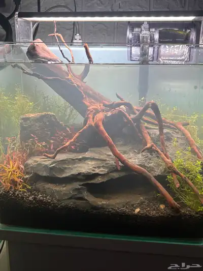 aquarium for sale 3