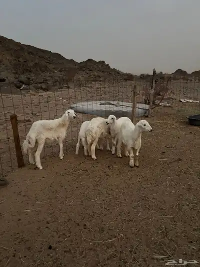 رخال للبيع 0