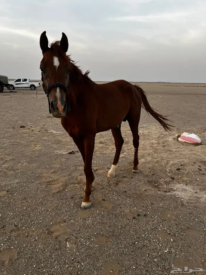 حصان 1