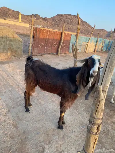 للبيع تيس ثني 0