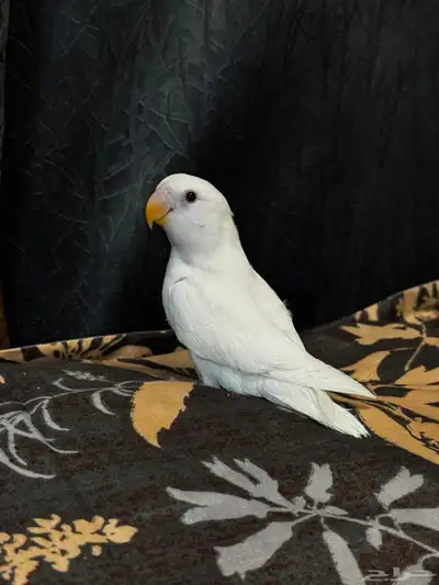 للبيع فرخ كروان و روز البينو 3